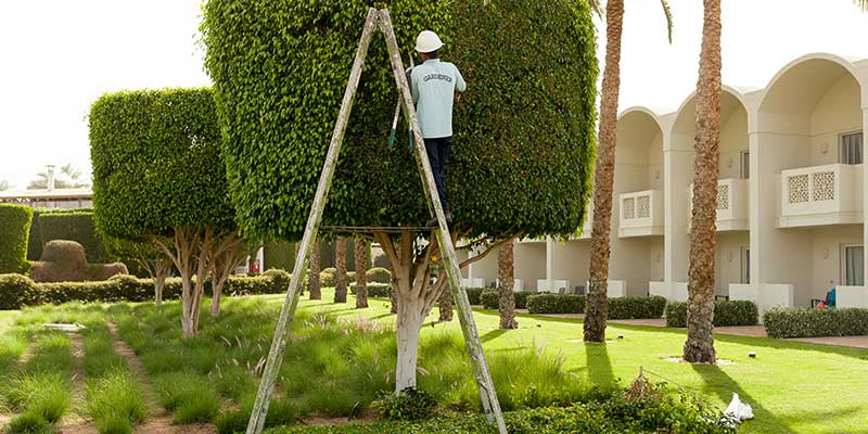 Commercial Tree Trimming