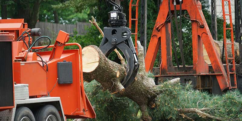 Complete Tree Removal Services
