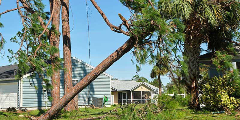 Emergency Tree Removal Services
