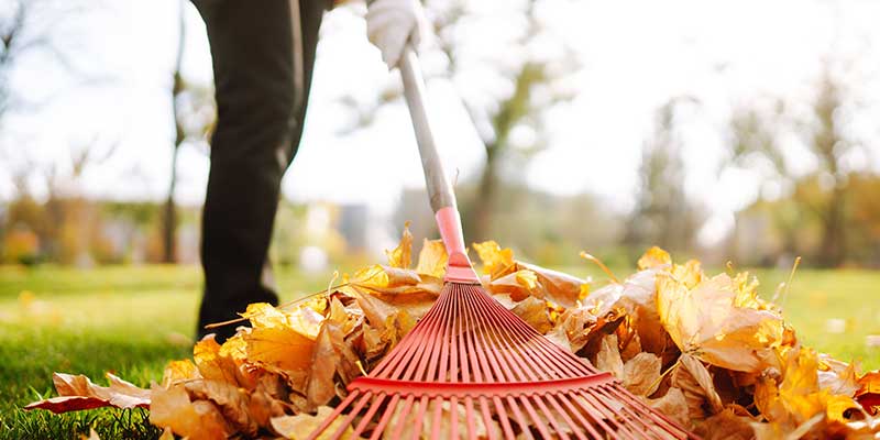 Garden Cleanup Services