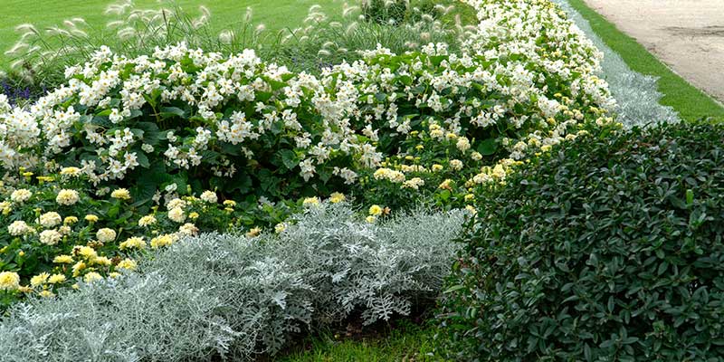 Landscape Design Services