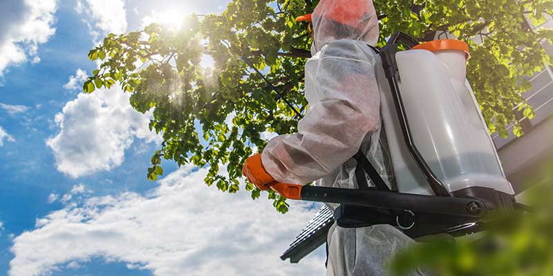 Pest Control Services