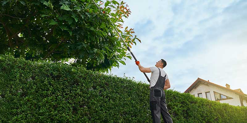 Residential Tree Trimming