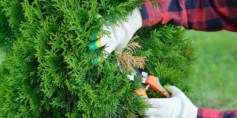 Tree Care Services