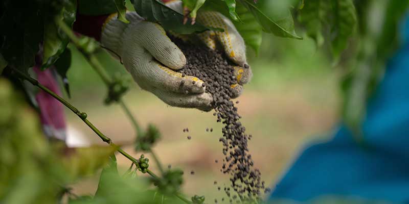 Tree Care Services