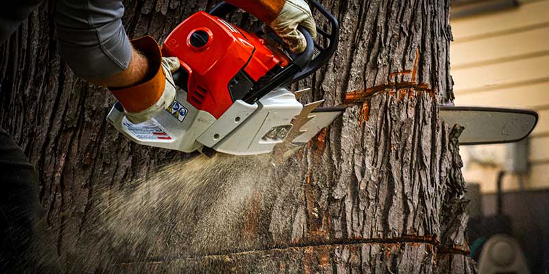 Tree Removal Services