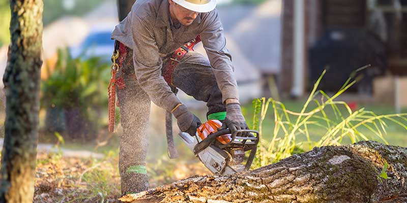 Tree Removal Services