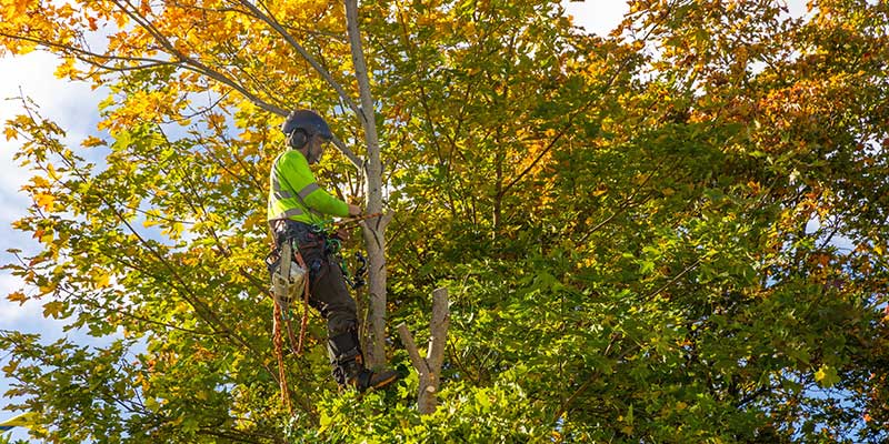 Tree Trimming Services