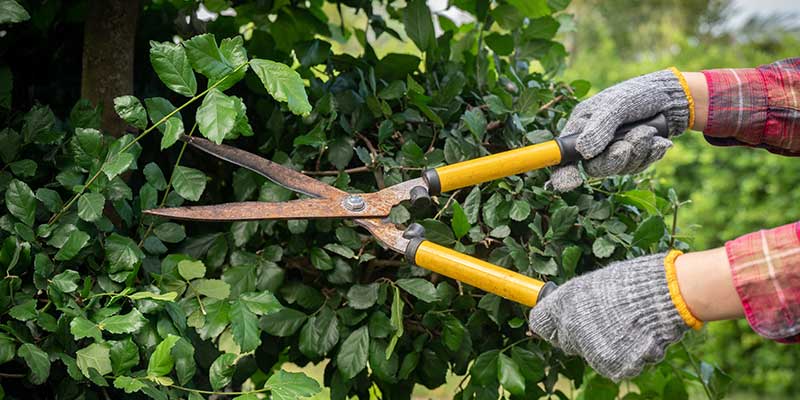 Tree Trimming Services