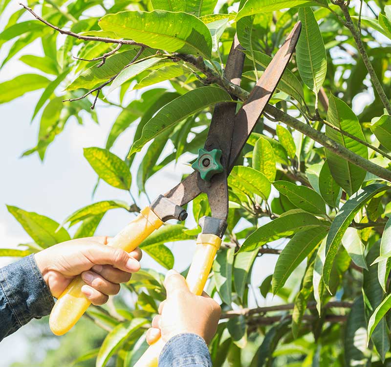 Unmatched Tree Trimming in Canton, GA