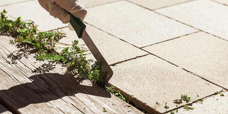 Weed Control Services